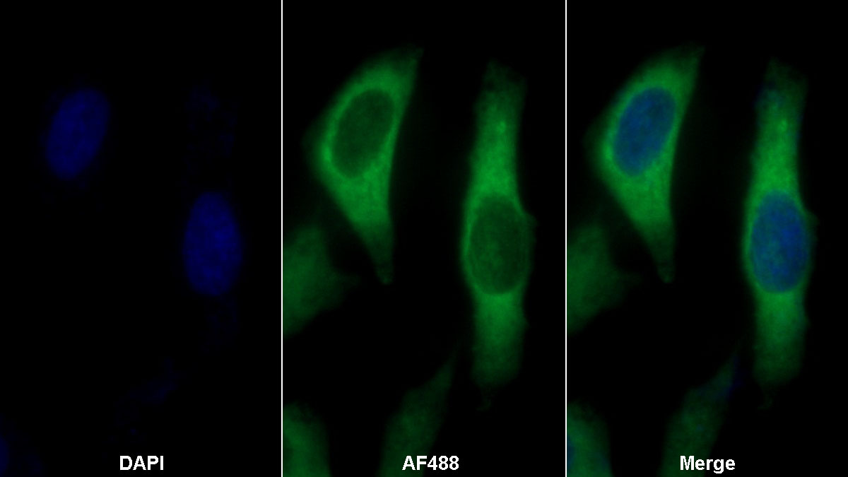 Monoclonal Antibody to Thioredoxin (Trx)