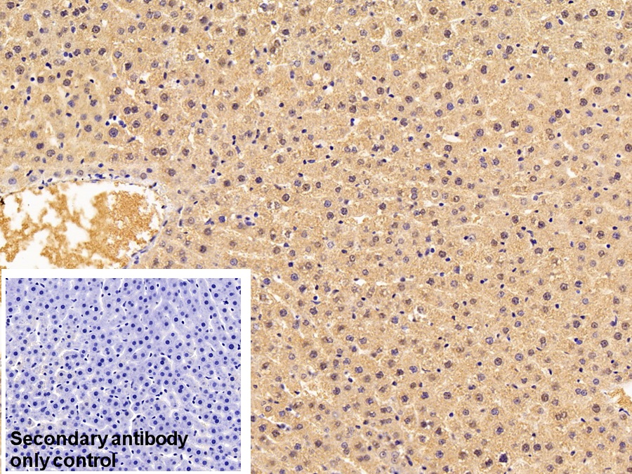 Monoclonal Antibody to Thioredoxin (Trx)