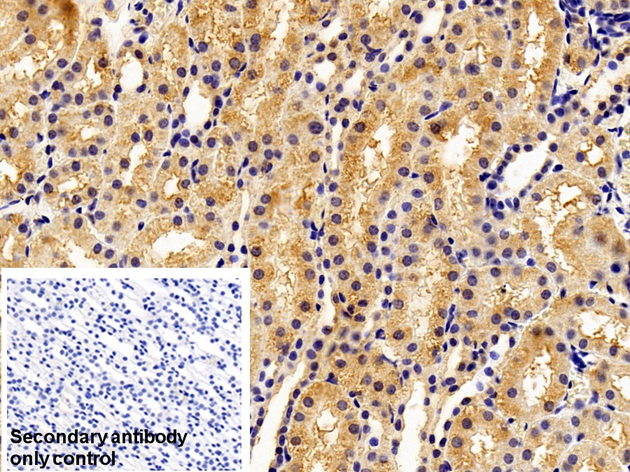 Monoclonal Antibody to Thioredoxin (Trx)