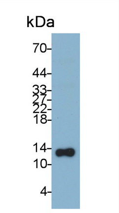 Monoclonal Antibody to Thioredoxin (Trx)