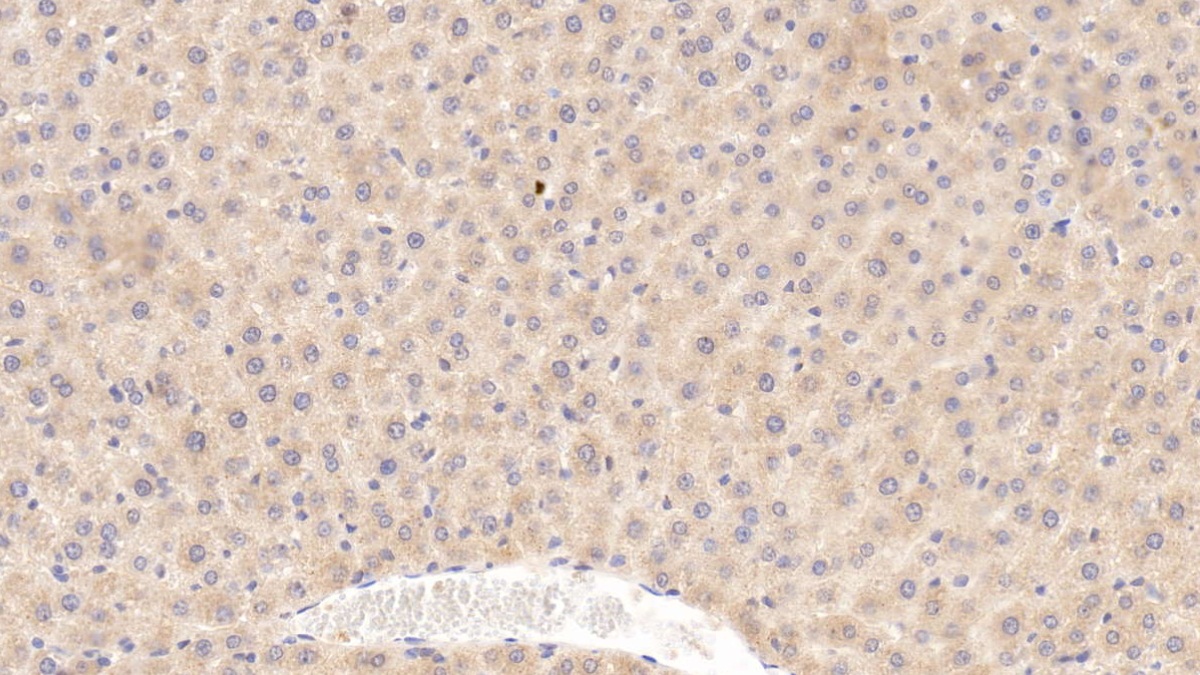 Monoclonal Antibody to Apolipoprotein E (APOE)