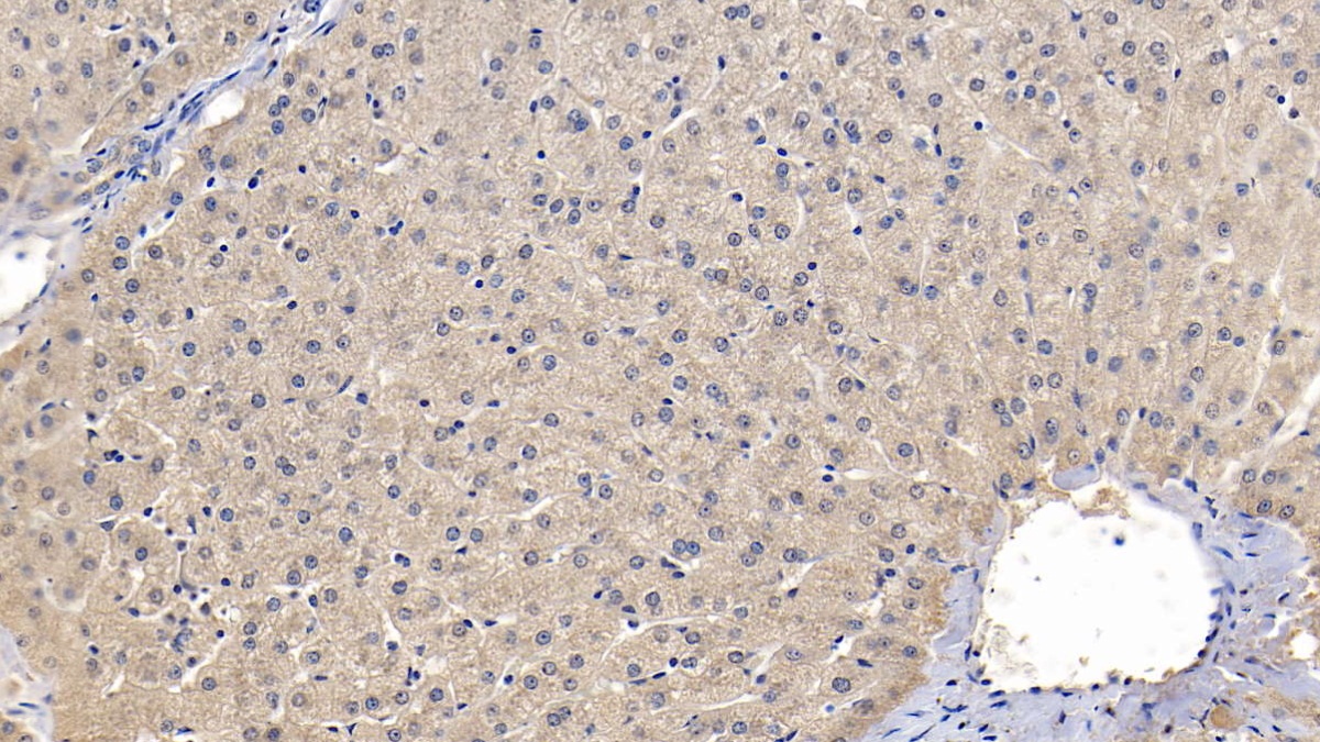 Monoclonal Antibody to Apolipoprotein E (APOE)