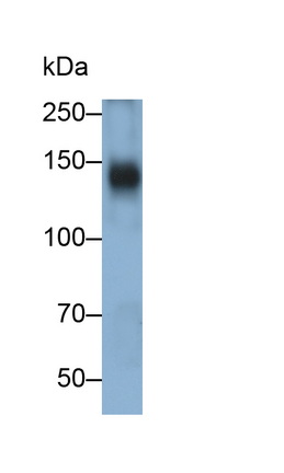 Monoclonal Antibody to Mucin 2 (MUC2)