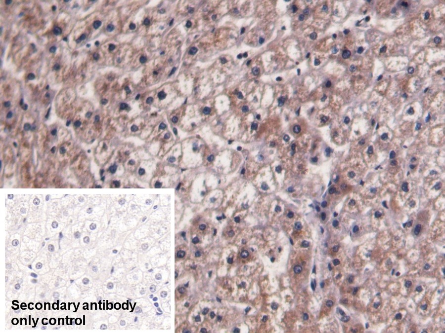 Monoclonal Antibody to Prothrombin Fragment 1+2 (F1+2)