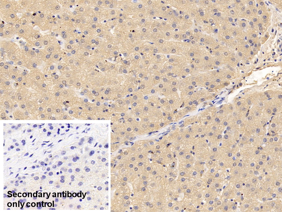 Monoclonal Antibody to Prothrombin Fragment 1+2 (F1+2)