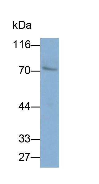 Monoclonal Antibody to Heparanase (HPSE)