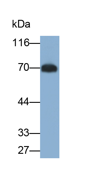 Monoclonal Antibody to Heparanase (HPSE)