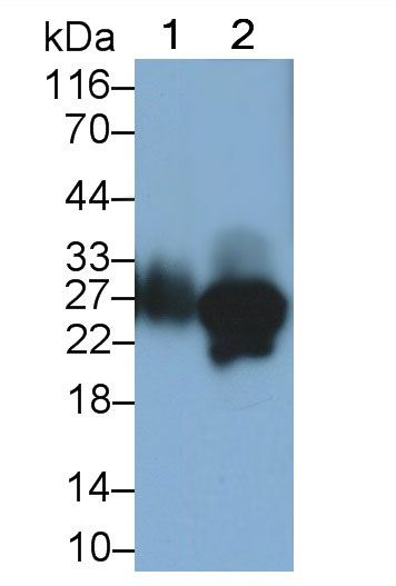 Monoclonal Antibody to Prostaglandin-H2 D-isomerase (PTGDS)