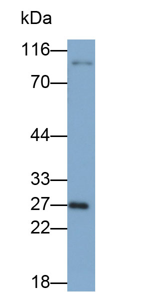 Monoclonal Antibody to Fibroblast Growth Factor 23 (FGF23)