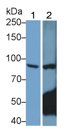 Monoclonal Antibody to Toll Like Receptor 4 (TLR4)