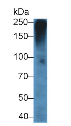 Monoclonal Antibody to Mucin 5 Subtype AC (MUC5AC)