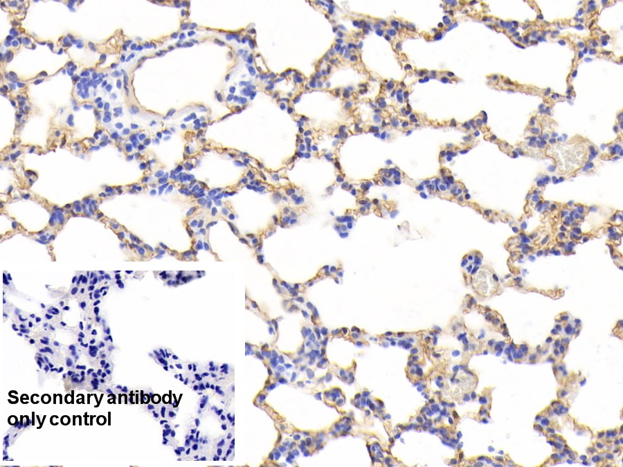 Monoclonal Antibody to Podocalyxin (PODXL)