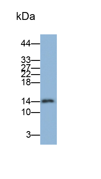 Monoclonal Antibody to Cyclin Dependent Kinase Inhibitor 2A (CDKN2A)