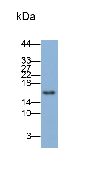 Monoclonal Antibody to Cyclin Dependent Kinase Inhibitor 2A (CDKN2A)