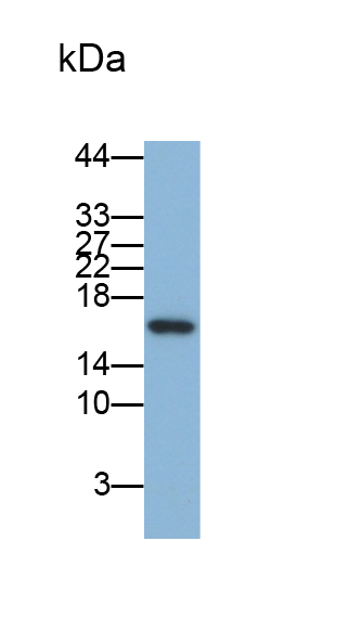 Monoclonal Antibody to Cyclin Dependent Kinase Inhibitor 2A (CDKN2A)