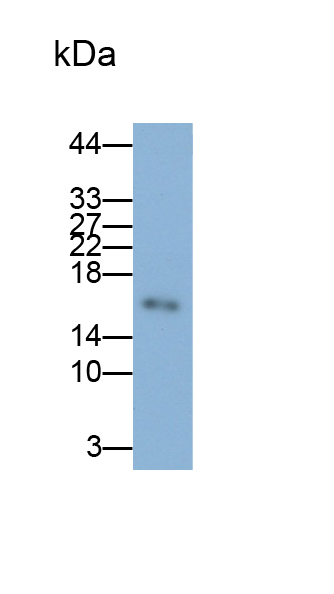 Monoclonal Antibody to Cyclin Dependent Kinase Inhibitor 2A (CDKN2A)