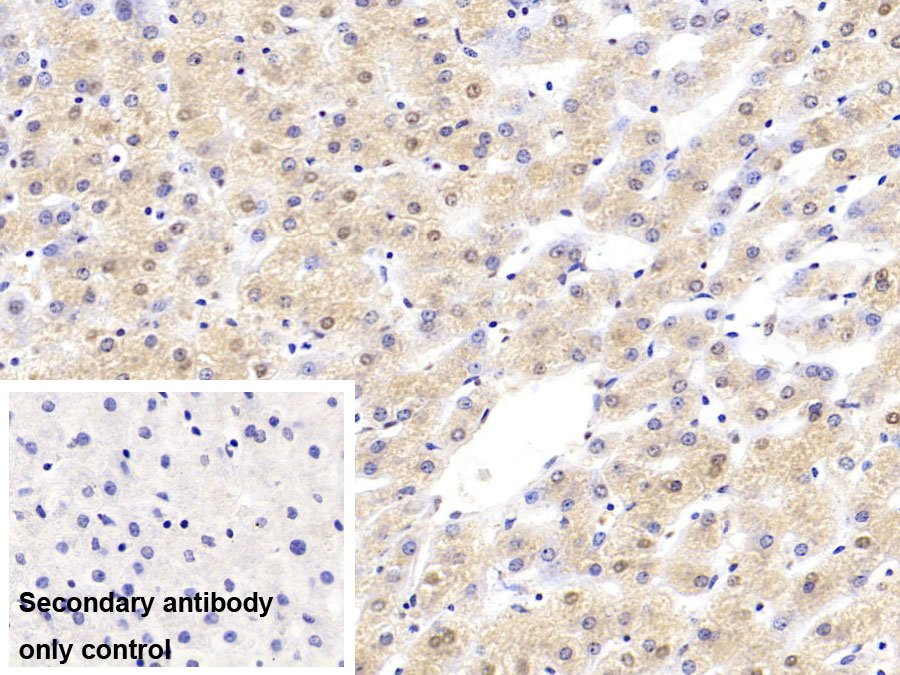 Monoclonal Antibody to Hypoxia Inducible Factor 1 Alpha (HIF1a)