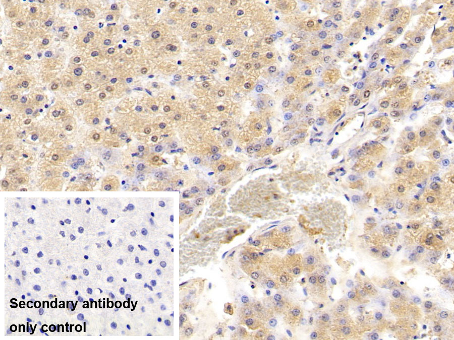 Monoclonal Antibody to Hypoxia Inducible Factor 1 Alpha (HIF1a)