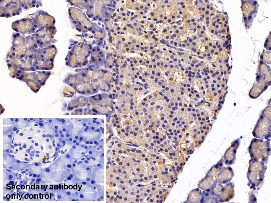 Monoclonal Antibody to Cholecystokinin (CCK)