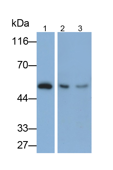 Monoclonal Antibody to Nitric Oxide Synthase 1, Neuronal (NOS1)