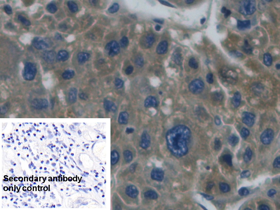 Monoclonal Antibody to Haptoglobin (Hpt)