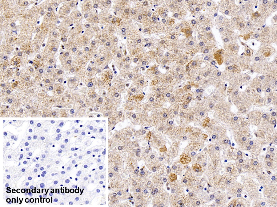 Monoclonal Antibody to Heat Shock Protein 60 (Hsp60)