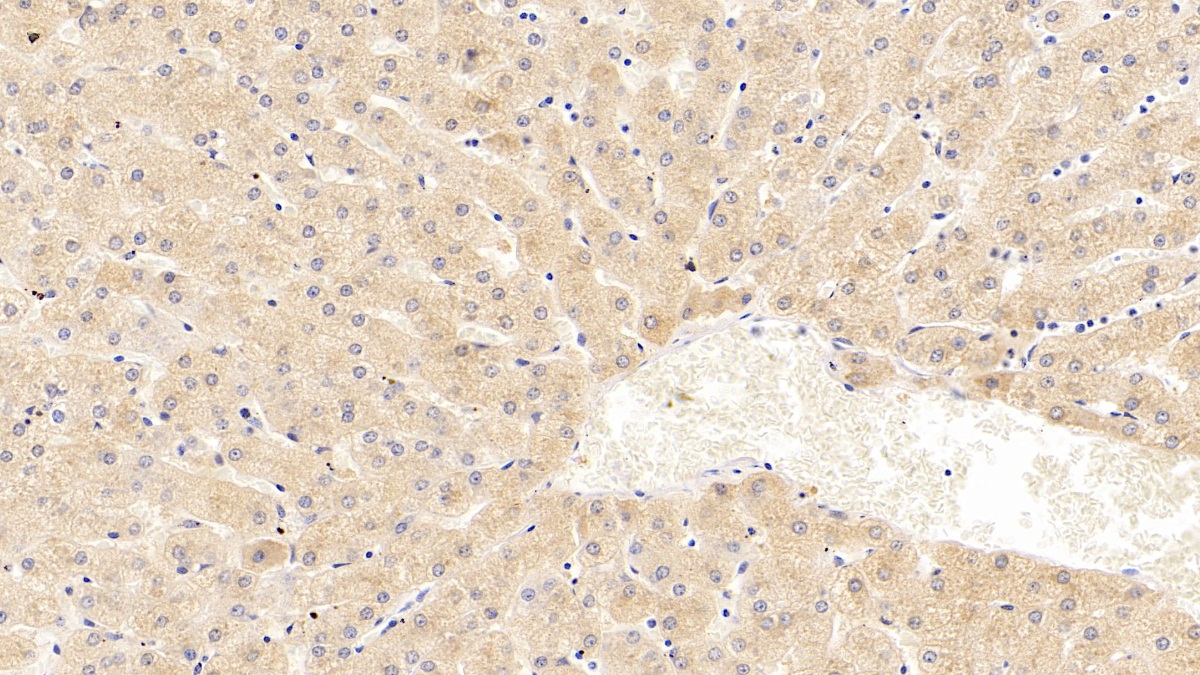 Monoclonal Antibody to Heat Shock Protein 60 (Hsp60)