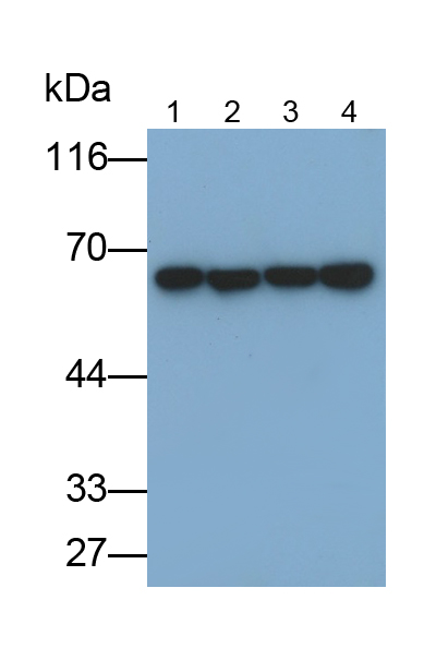 Monoclonal Antibody to Heat Shock Protein 60 (Hsp60)