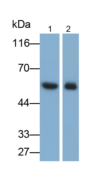 Monoclonal Antibody to Immunoglobulin G3 (IgG3)