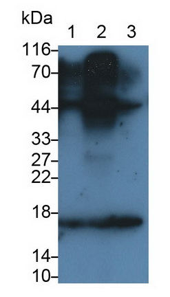 Monoclonal Antibody to Corticotropin Releasing Factor (CRF)