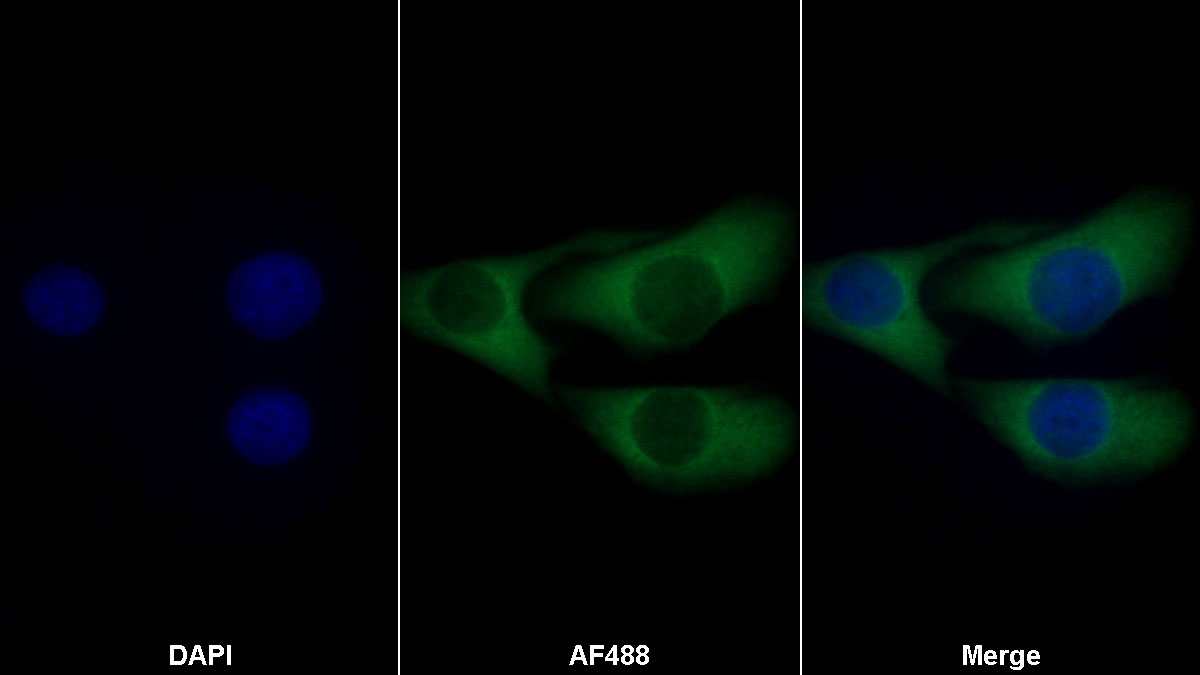 Monoclonal Antibody to Coagulation Factor IX (F9)