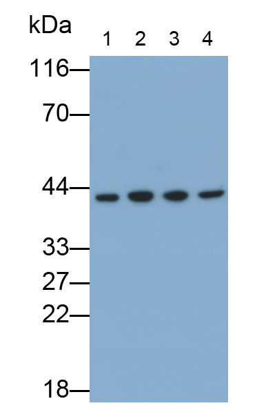 Monoclonal Antibody to Caspase 8 (CASP8)