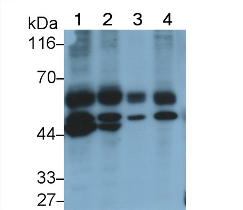 Monoclonal Antibody to Caspase 8 (CASP8)