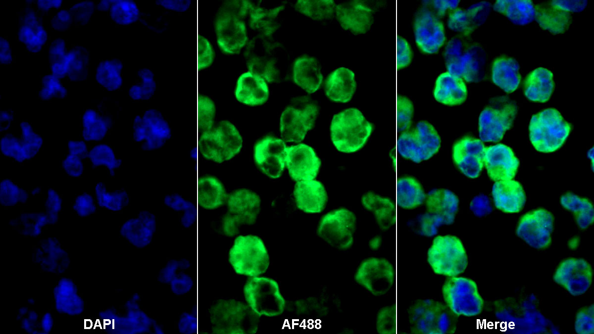 Monoclonal Antibody to Cluster Of Differentiation 200 (CD200)