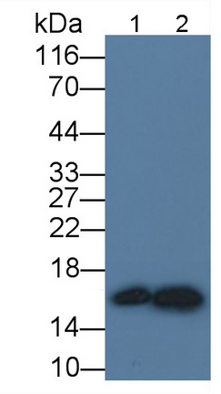 Monoclonal Antibody to Cystatin C (Cys-C)