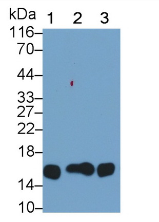 Monoclonal Antibody to Cystatin C (Cys-C)