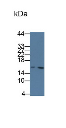 Monoclonal Antibody to Cystatin C (Cys-C)