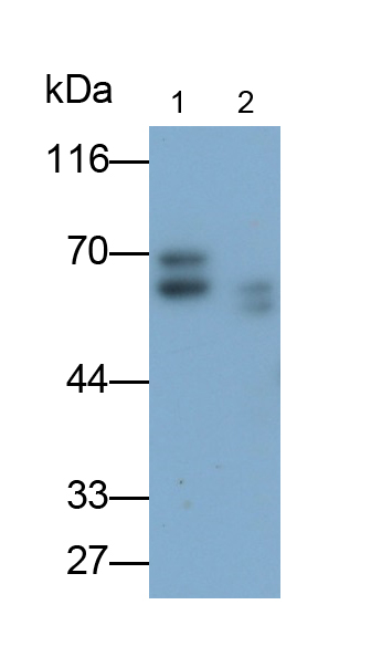 Monoclonal Antibody to Osteopontin (OPN)