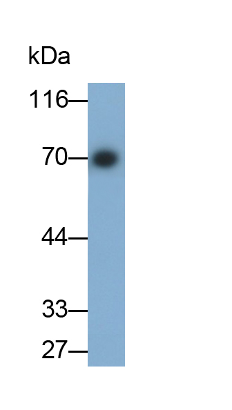 Monoclonal Antibody to Osteopontin (OPN)