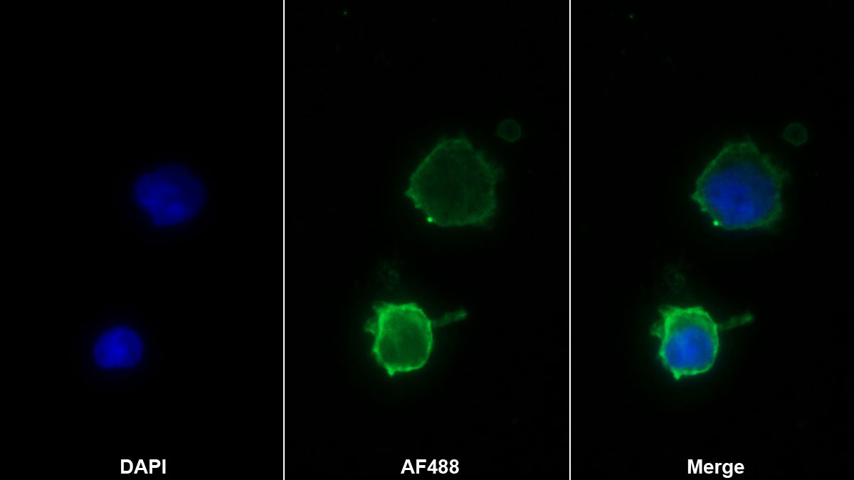 Monoclonal Antibody to Cluster Of Differentiation 58 (CD58)