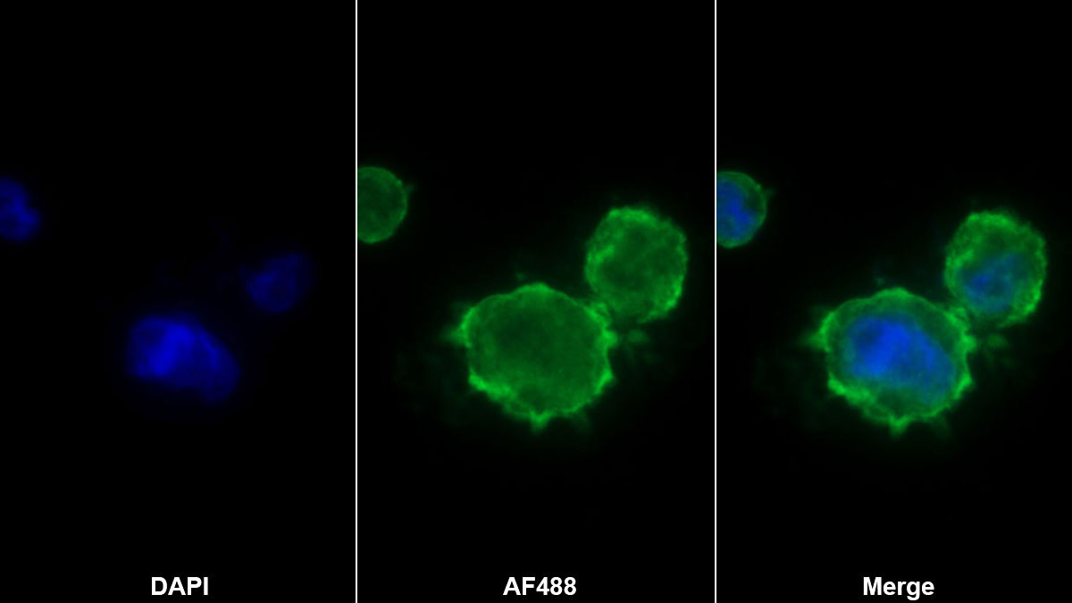 Monoclonal Antibody to Cluster Of Differentiation 58 (CD58)