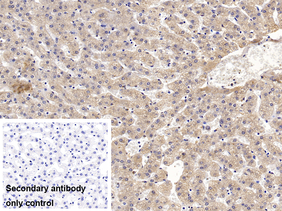 Monoclonal Antibody to Ceruloplasmin (CP)