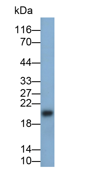 Monoclonal Antibody to Retinol Binding Protein 4 (RBP4)