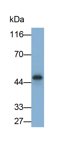 Monoclonal Antibody to Extracellular Signal Regulated Kinase 2 (ERK2)