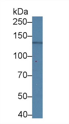 Monoclonal Antibody to Nephrin (NPHN)