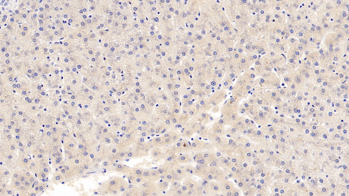 Monoclonal Antibody to Glypican 3 (GPC3)