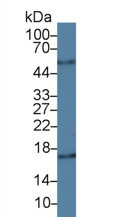 Monoclonal Antibody to Cyclophilin A (CYPA)