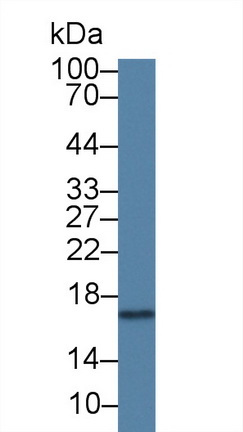 Monoclonal Antibody to Cyclophilin A (CYPA)