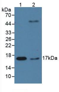 Monoclonal Antibody to Cyclophilin A (CYPA)