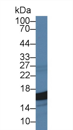 Monoclonal Antibody to Cyclophilin A (CYPA)